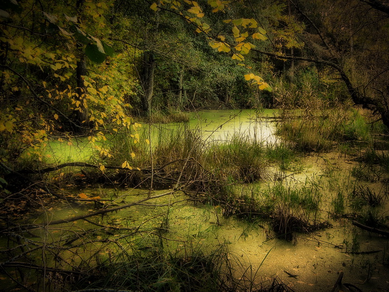 Осень на болоте